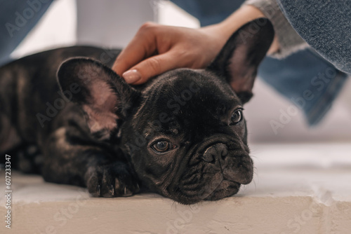 Close-up of female hands stroking a French bulldog puppy.