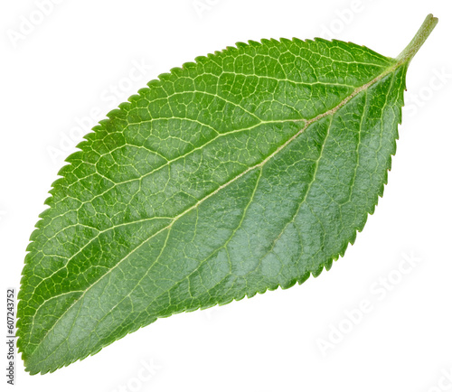 Plum leaves isolated