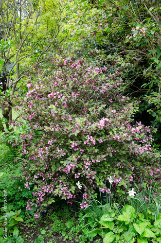 Weigela florida, whole shrub in spring