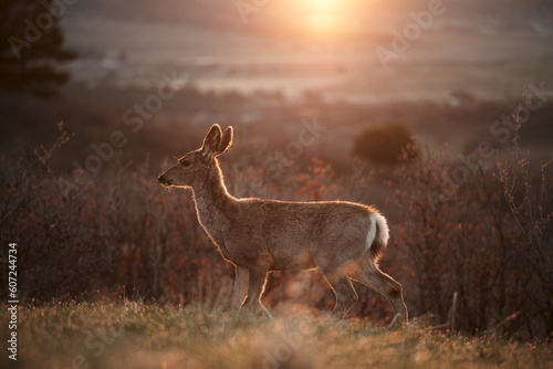 deer in the woods