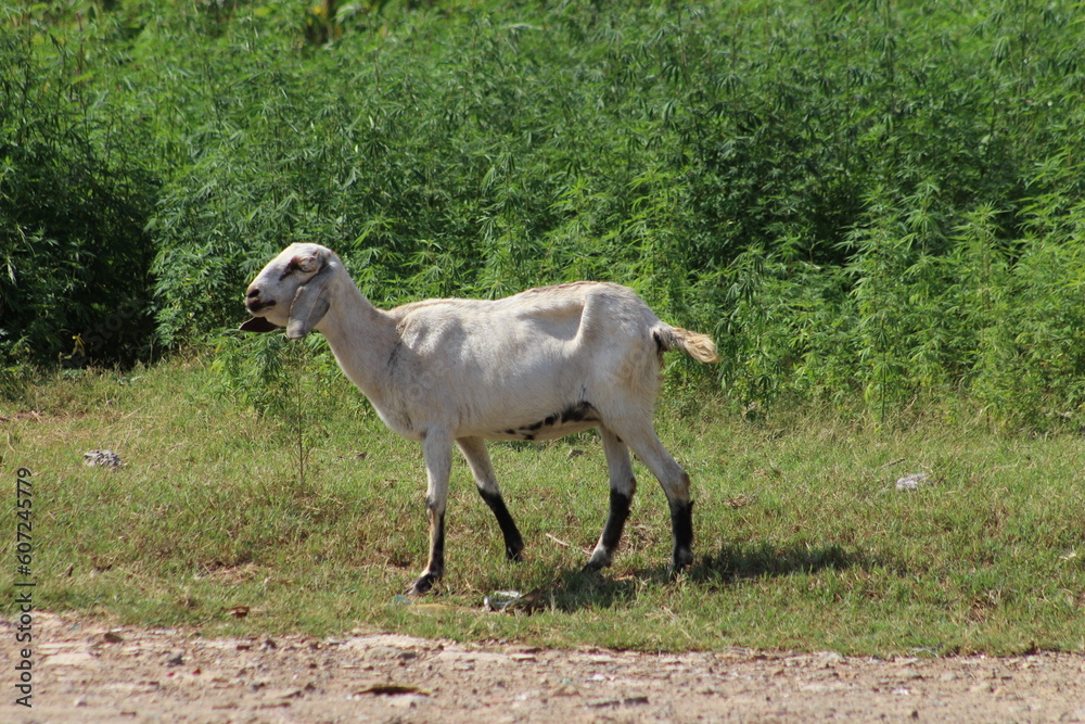 Fototapeta premium young goat on the ground