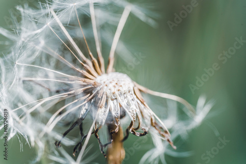 dandelion head