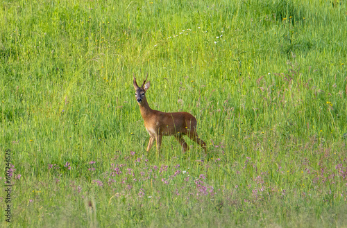 A roebuck watching from the grass