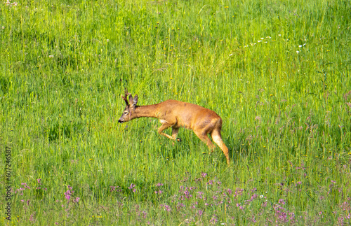 Fototapeta Naklejka Na Ścianę i Meble -  A roe buck deer walking through the grass
