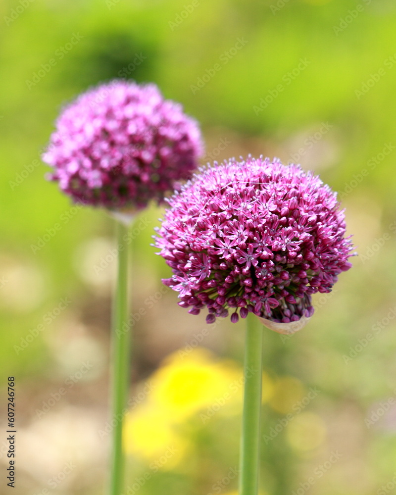 The flowers are starting to bloom The flowers are starting to bloom