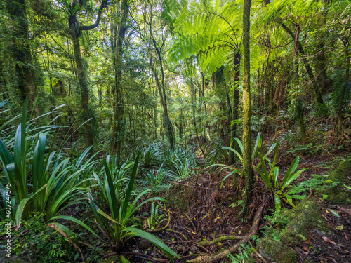 Rainforest Scene