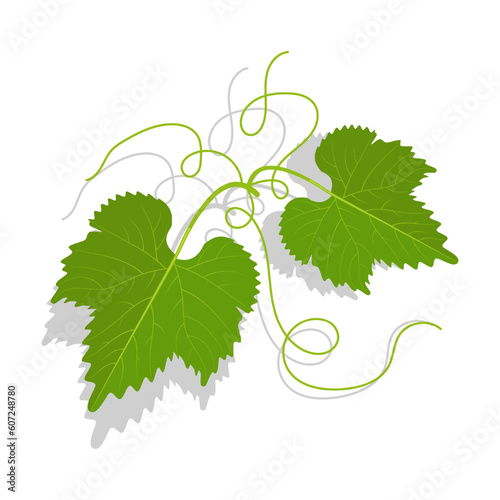 Green leaves of grape with twirled tendrils. Wine making, gardening and agriculture. Cartoon vector isolated on white background