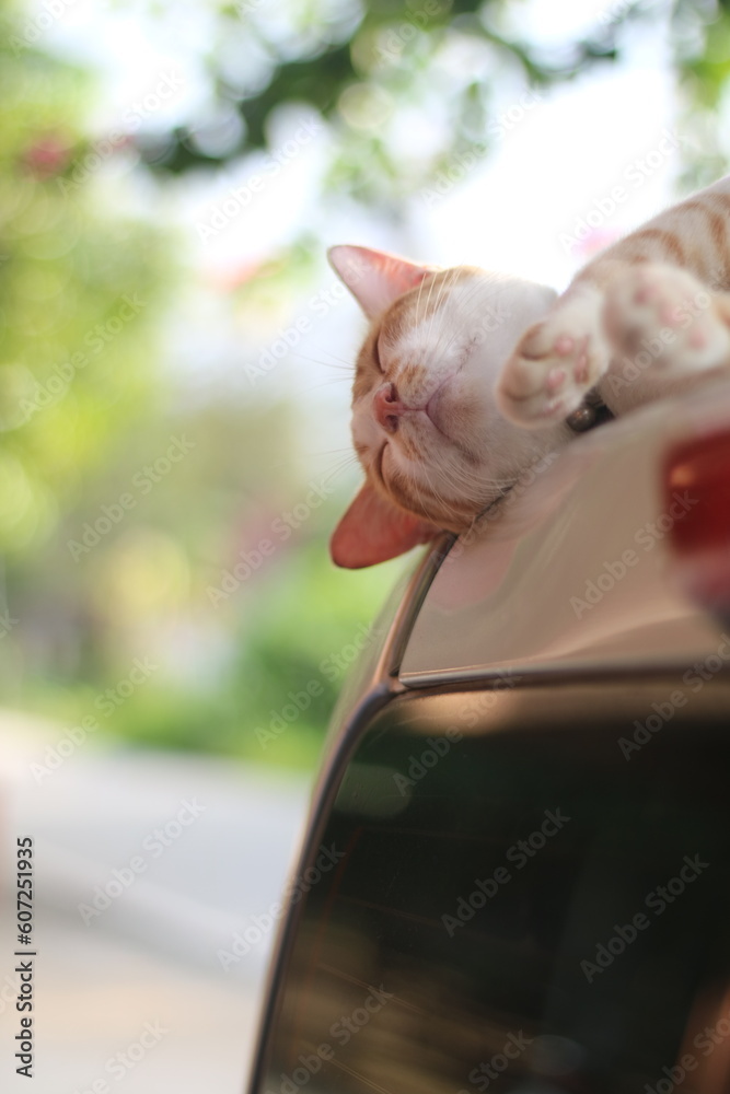 a gonger cat sleep on te white car