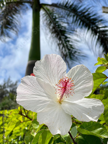 White hibiscus with swaying palm trees in the background.