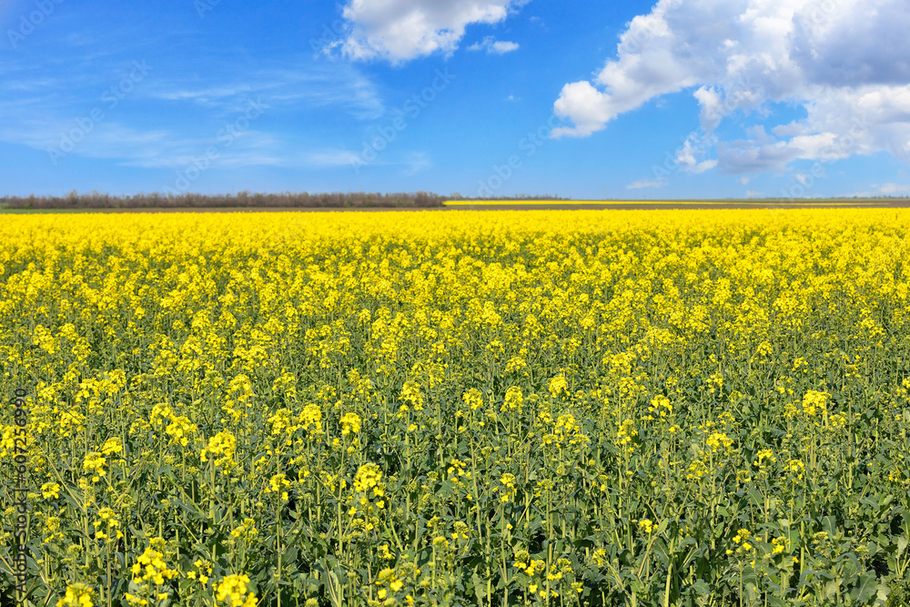 A beautiful field of blooming rapeseed in a bright yellow-green color against a blue, slightly cloudy sky. A beautiful field of blooming rapeseed in a bright yellow-green color against a blue, slightly cloudy sky.