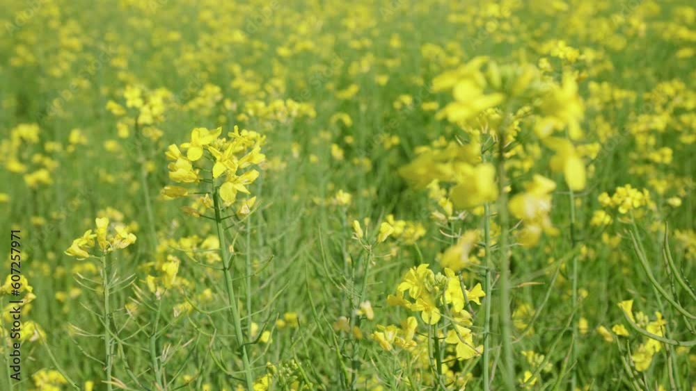 Close-up of rapeseed canola oilseed rape yellow flowers swaying in a cultivated field - push back revealing with focus shift Close-up of rapeseed canola oilseed rape yellow flowers swaying in a cultivated field - push back revealing with focus shift
