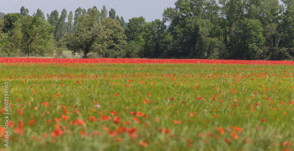 champ de coquelicots au printemps. Scène colorée à la campagne champ de coquelicots au printemps. Scène colorée à la campagne