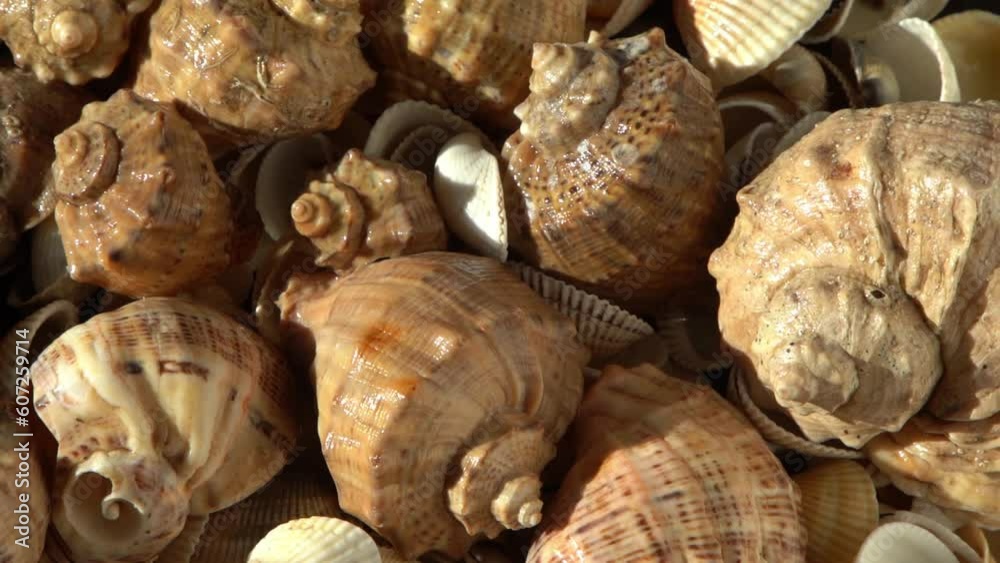 Sea shells on the beach. Summer background. Rapan conch shell top view. Beige light color. Aesthetic minimalism. Nature beauty. Mixed multi colorful seashells. Ocean coast. Seashell sun light