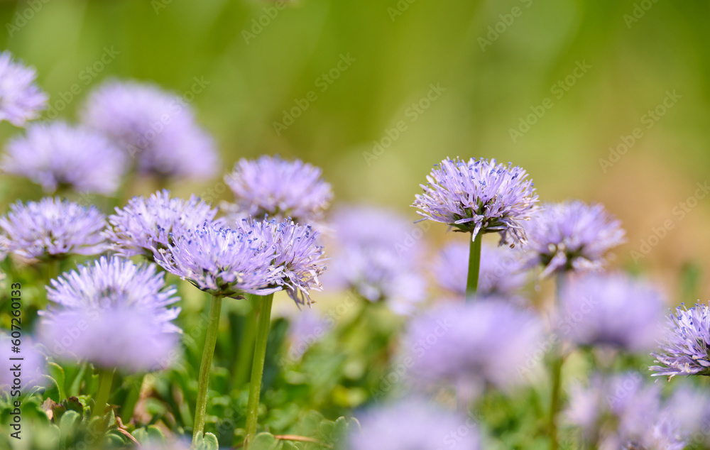 ルリカンザシ / Globularia nudicaulis ルリカンザシ / Globularia nudicaulis