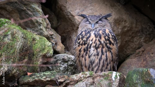 Oehoe (Bubo bubo) perched snoozing between rocks. photo