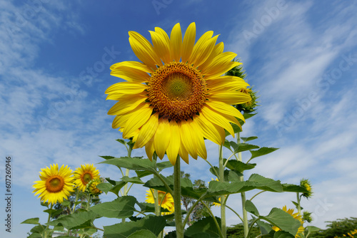 Sunflowers blossom with blue sky background.