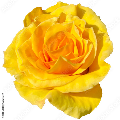 Orange Yellow Rose Flowers