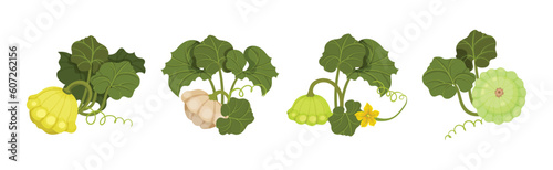 Pattypan Squash or Summer Squash with Scalloped Edges and Green Leaves Vector Set
