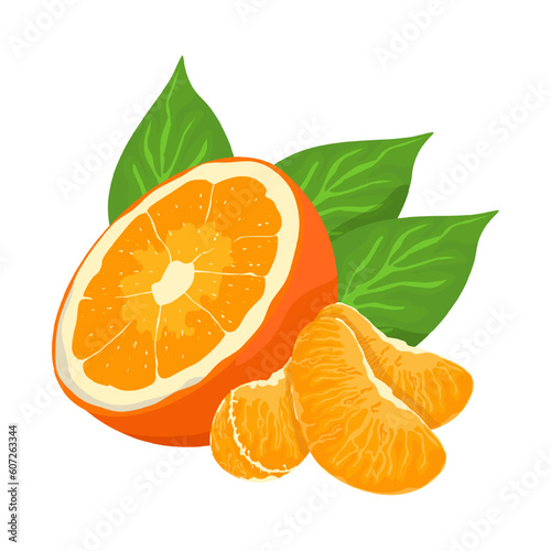 Mandarin fresh Orange fruits, leaves vector element. Set of whole, cut in half, sliced on pieces Orange Juice