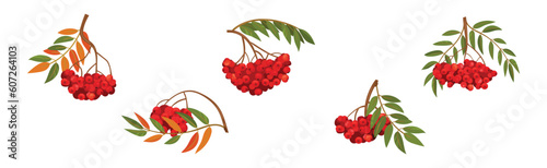 Red Rowan Berries Hanging on Branch with Pinnate Leaves Vector Set