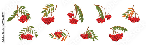 Red Rowan Berries Hanging on Branch with Pinnate Leaves Vector Set