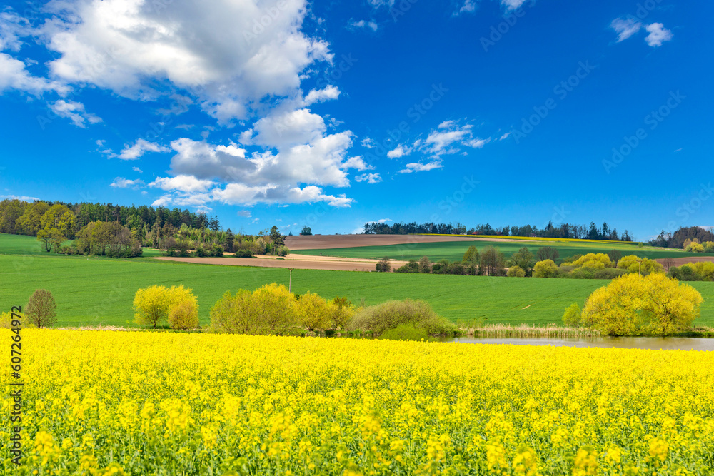 Rural area with rapeseed fields and forests under the blue sky.