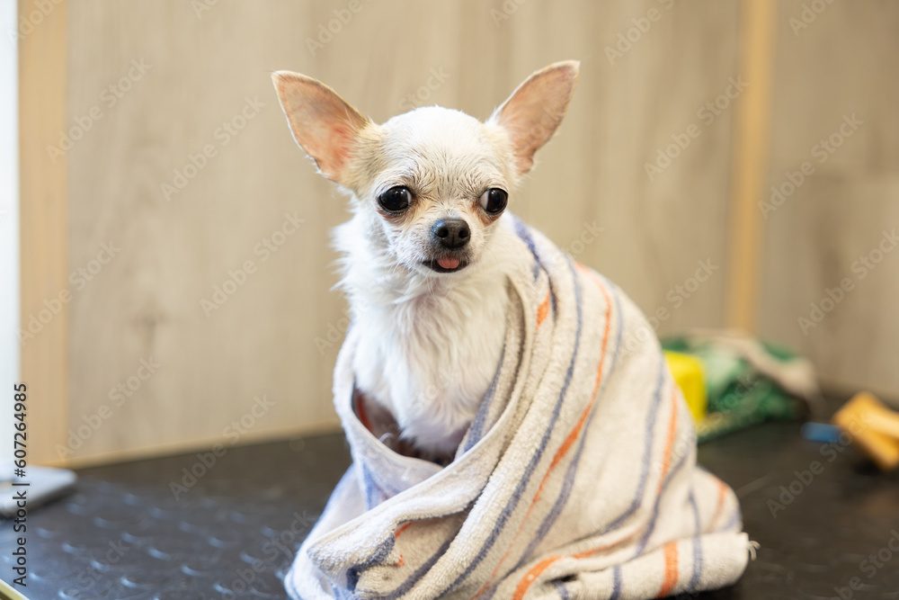 Cute hiote chihuahua in a towel after washing in the bathroom in a beauty grooming salon for dogs and cats. Grooming procedures for pets at home. A small dog has been washed
