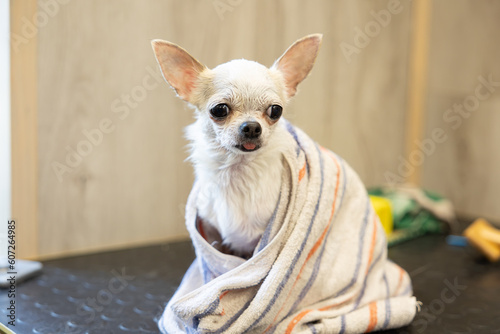 Cute hiote chihuahua in a towel after washing in the bathroom in a beauty grooming salon for dogs and cats. Grooming procedures for pets at home. A small dog has been washed