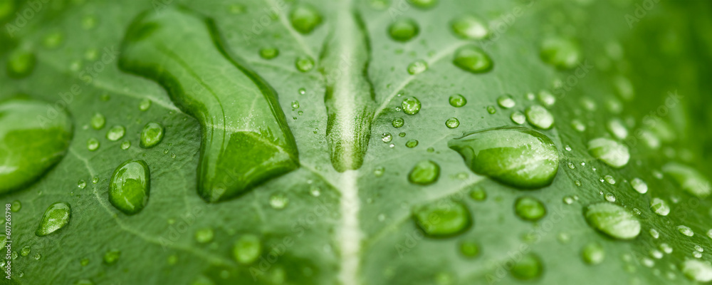 Beautiful drops of transparent rain water on a green leaf macro. Natural background. Beautiful drops of transparent rain water on a green leaf macro. Natural background.