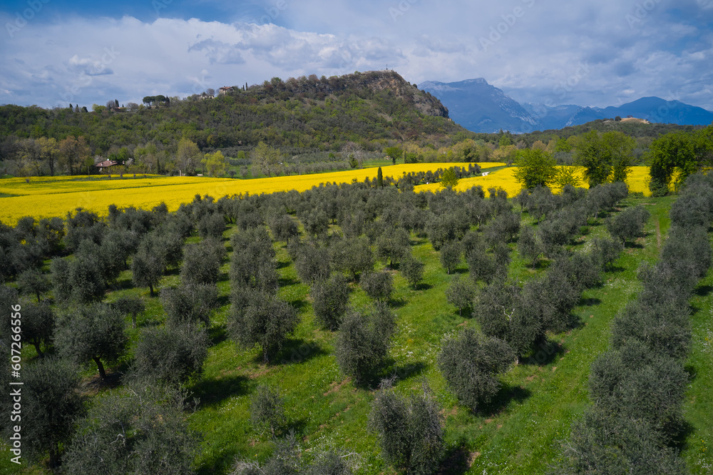 Rocca di Manerba panoramic view of Lake Garda. Surrounded by olive trees and flowering rapeseed field. Rocca di Manerba on Lake Garda In Italy. Aerial view of Rocca di Manerba