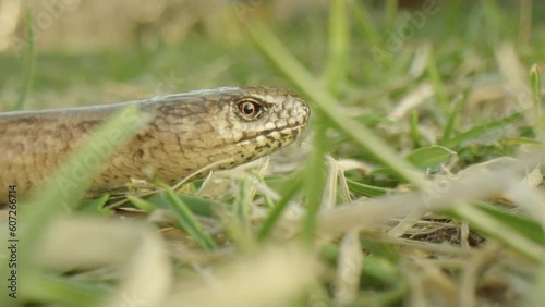 Profile view of slow worm in grass, smooth skin and slithers away photo