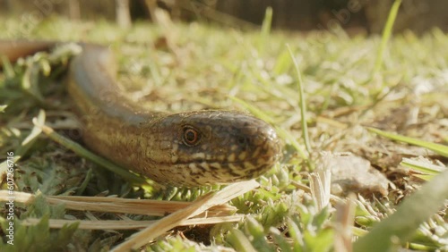 Curious slow worm slithers through grass, frontal low angle view, shallow depth photo