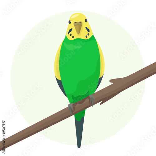 Cute flat vector parrot isolated on white background. Green and yellow small budgerigar sitting on a branch. Talking budgie. Domestic bird