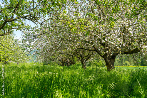 Obstbaumblüte