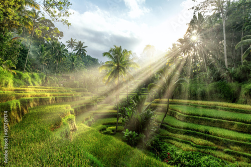 Beautiful rice terraces in Tegalalang in Bali, Indonesia during sunrise with light rays photo
