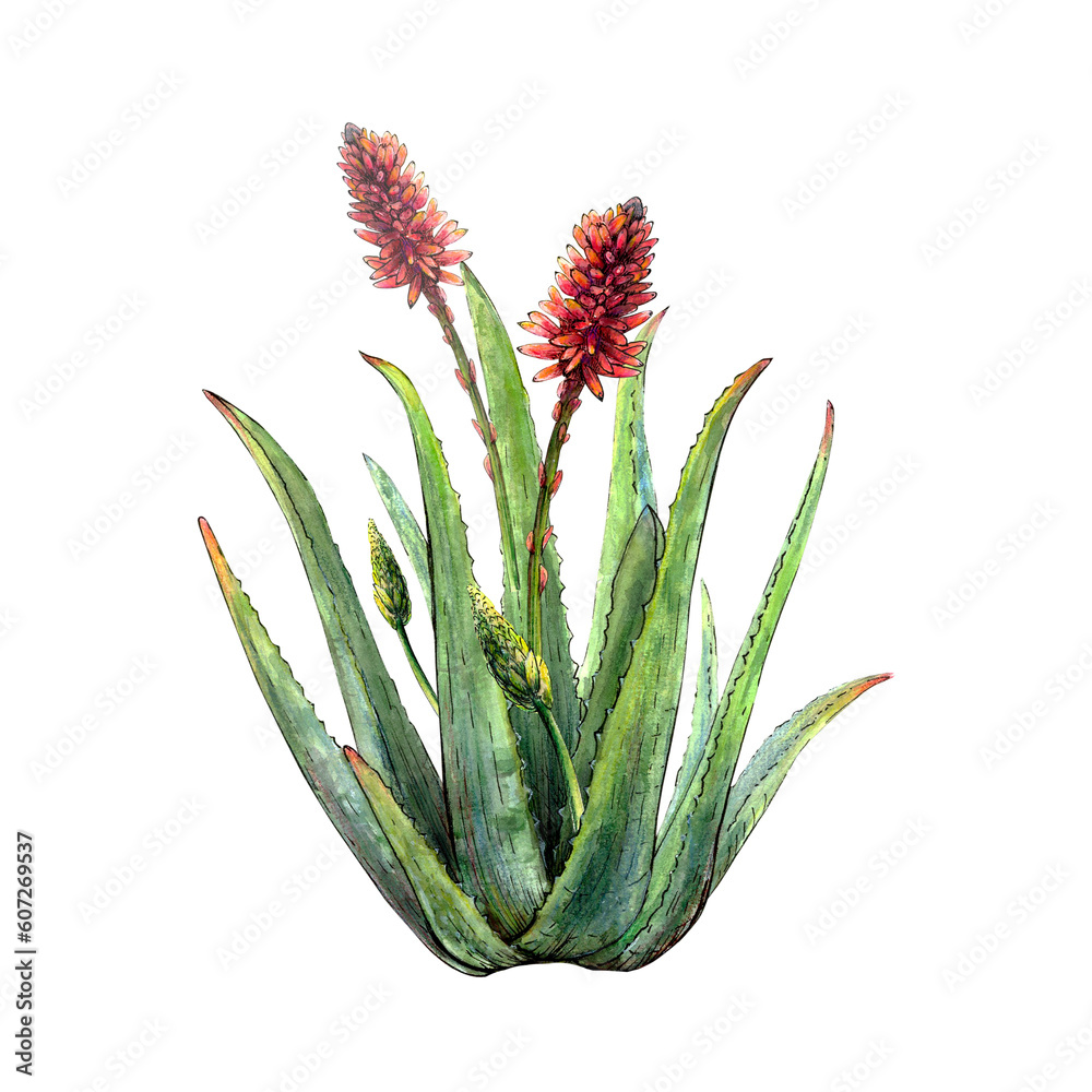 Fototapeta premium Watercolor botanical drawing of aloe vera plant with stems, leaves, flowers, blossoms on white background. Realistic detailed picture for illustration, stickers, cards, scrapbooking