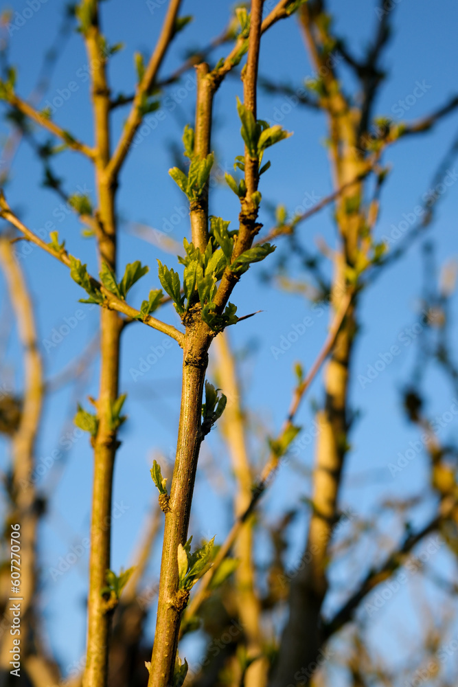 Blooming on maple branches in spring . High quality photo Blooming on maple branches in spring . High quality photo