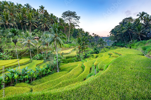 Beautiful rice terraces in Tegalalang in Bali, Indonesia