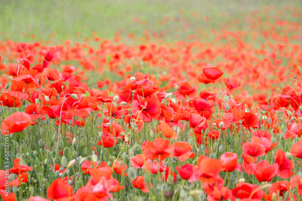 close up of a poppy field - soft colors