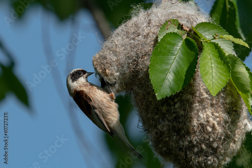 Bela senica (Remiz pendulinus) photo