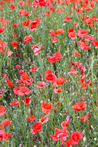 close up of a poppy field - soft colors