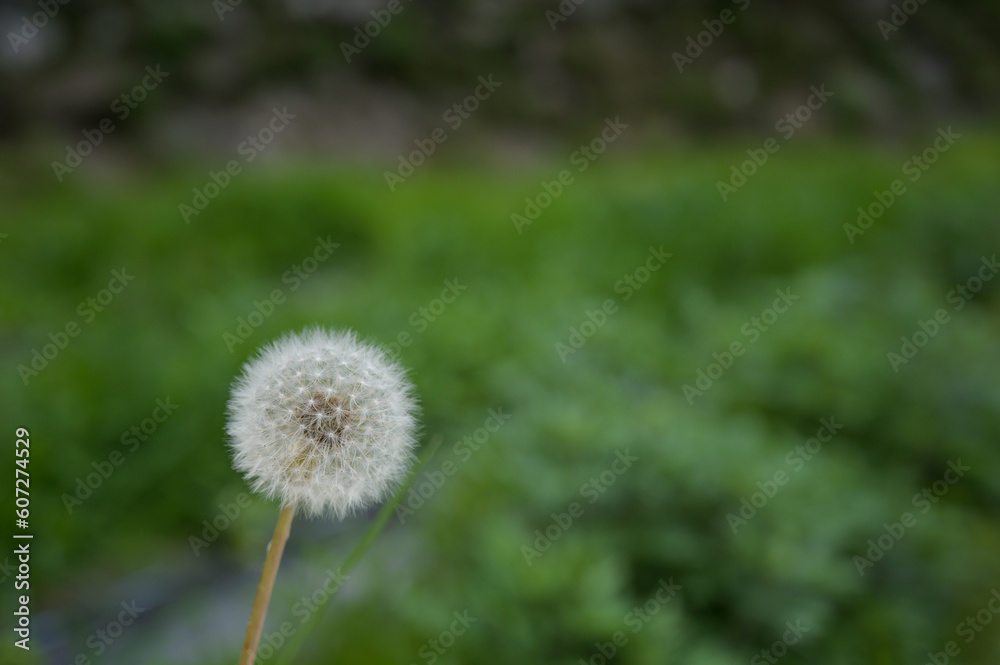 たんぽぽ たんぽぽ
