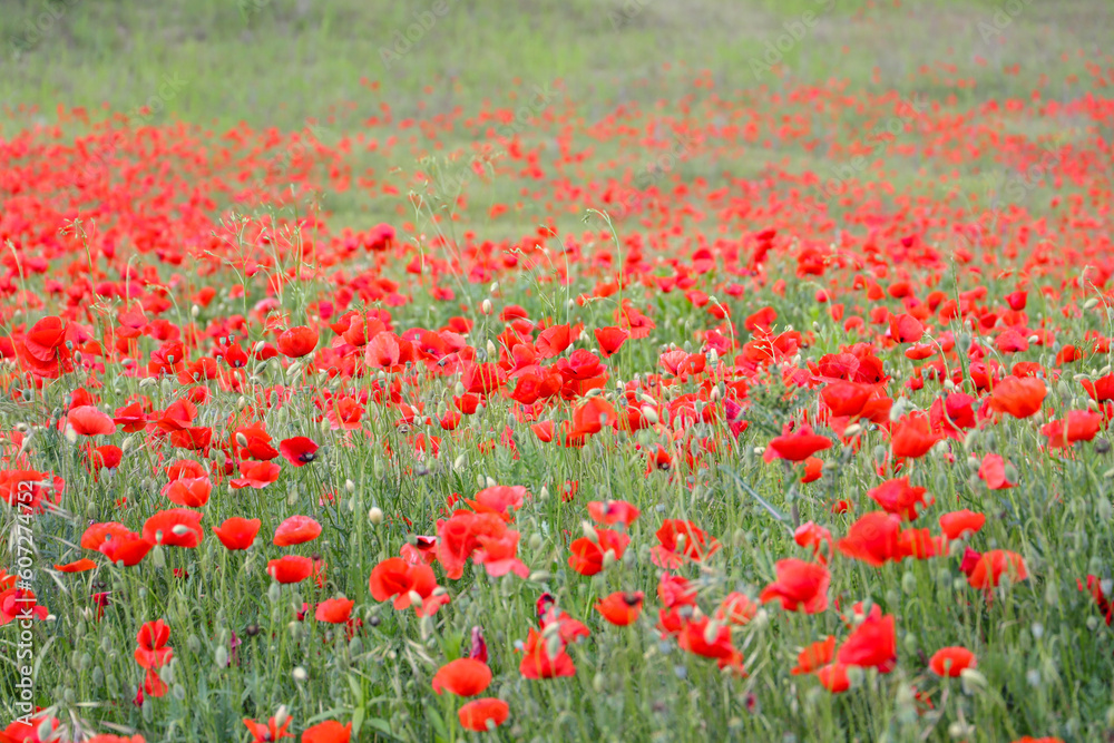 close up of a poppy field - soft colors