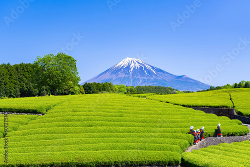 静岡県富士市 大淵笹場の茶畑