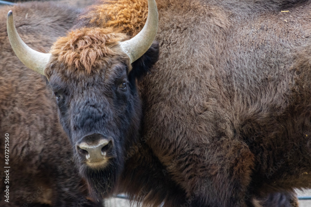 Obraz premium An European bison