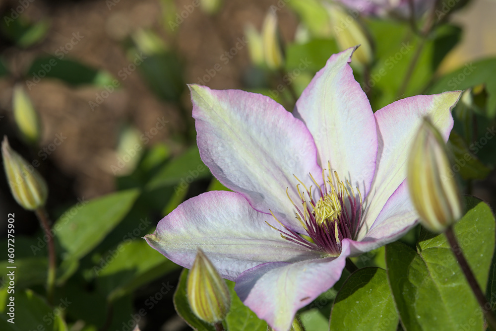 Fototapeta premium White clematis with green leaves and fresh blossoms in the garden. 