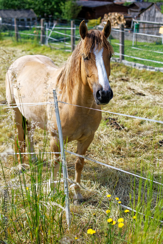 beautiful haflinger horse on a paddock in the sunshine