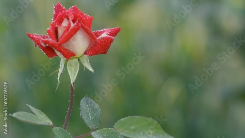 Red Rose with dew drops swinging in the wind