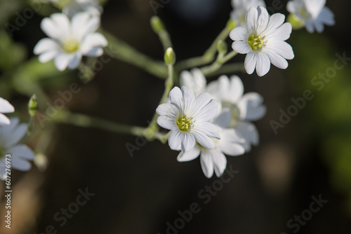White cerastium blossoms with dark green and bokeh background