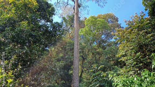 a big and tall tree in the middle of nature forest